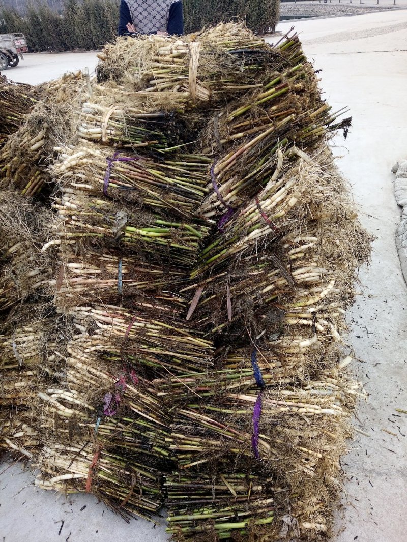 芦苇芦苇苗绿化植物批发基地河道治理公园绿化