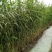 芦苇芦苇苗绿化植物批发基地河道治理公园绿化