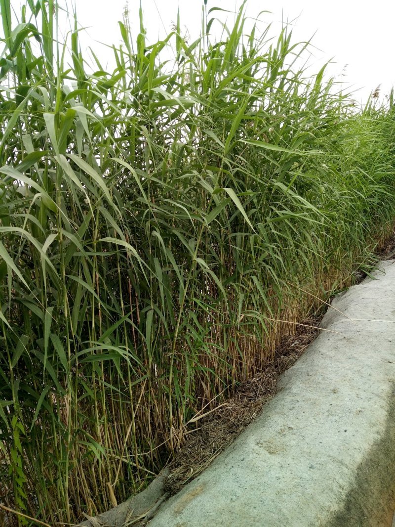 芦苇芦苇苗绿化植物批发基地河道治理公园绿化