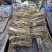 芦苇芦苇苗绿化植物批发基地河道治理公园绿化
