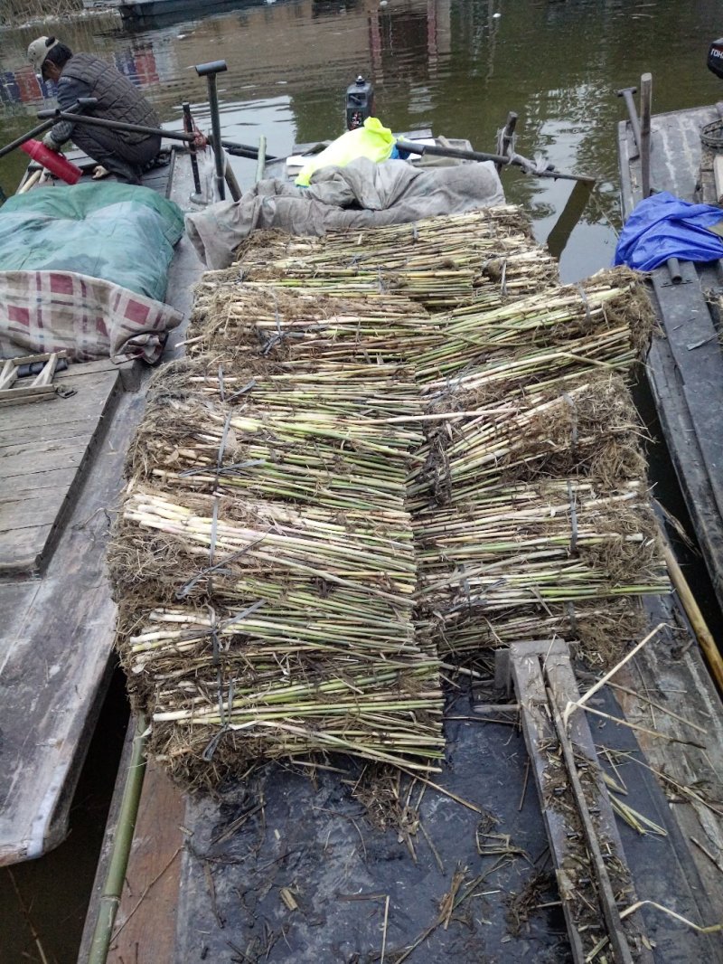 芦苇芦苇苗绿化植物批发基地河道治理公园绿化