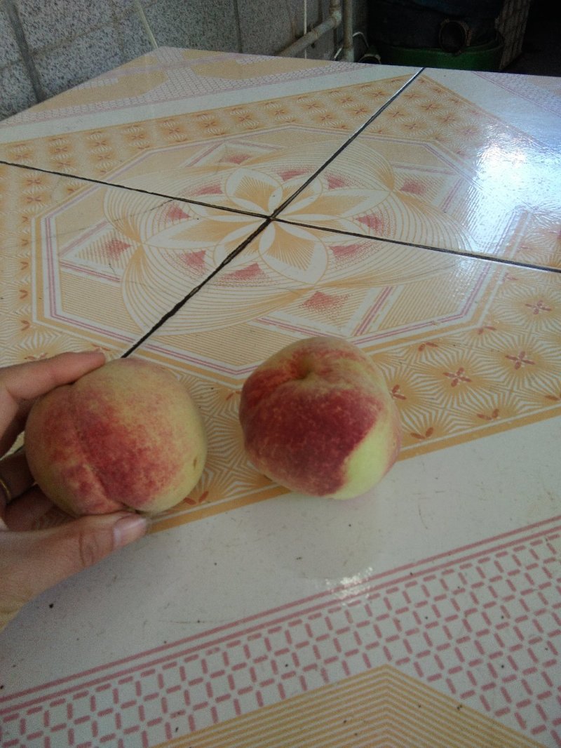 毛桃，冬桃