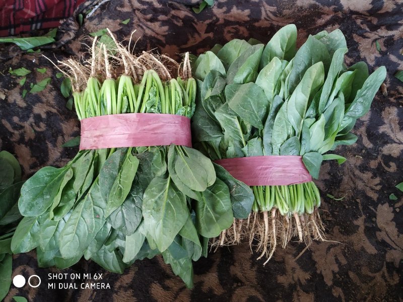 大叶菠菜25~30厘米质量优质根粗叶片大