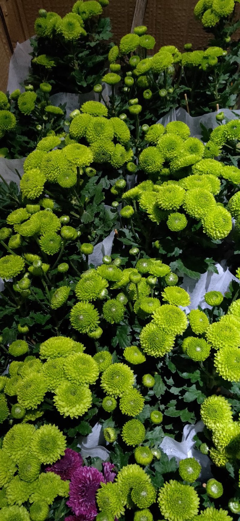 乒乓球绿菊花