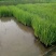 黄菖蒲水生鸢尾观赏性价值较高池塘湿地常见绿植
