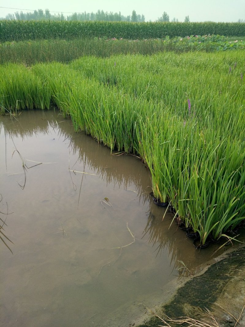 黄菖蒲水生鸢尾观赏性价值较高池塘湿地常见绿植