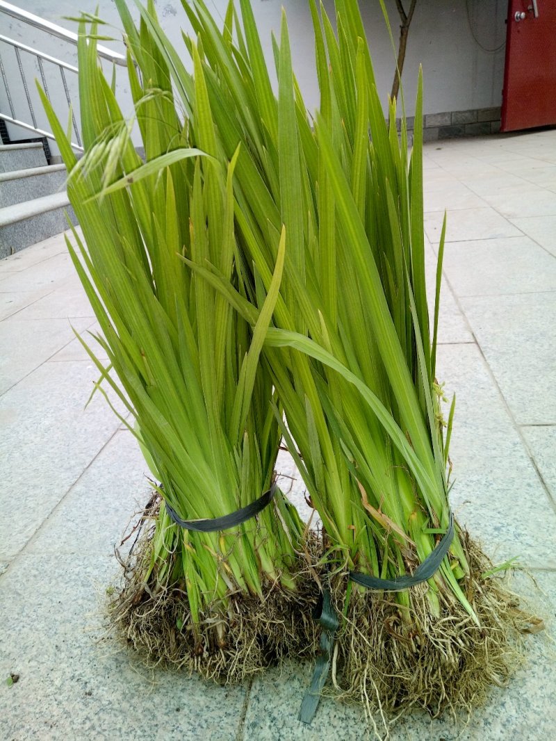 黄菖蒲水生鸢尾观赏性价值较高池塘湿地常见绿植