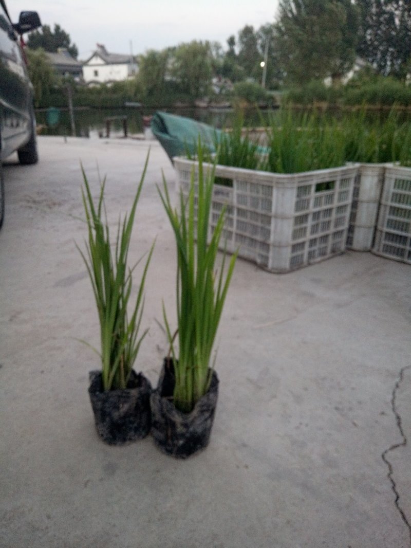 黄菖蒲水生鸢尾观赏性价值较高池塘湿地常见绿植