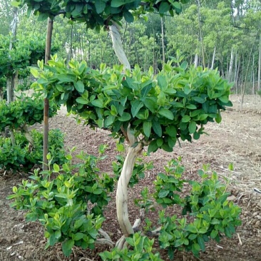 造型四季金银花树质量保证