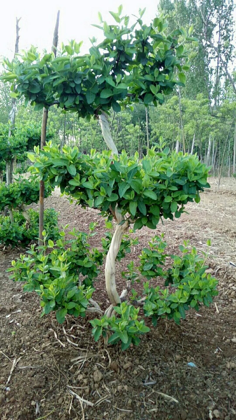 造型四季金银花树质量保证
