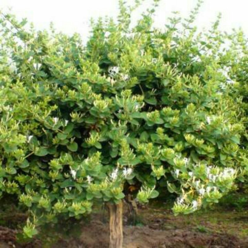 造型四季金银花树质量保证