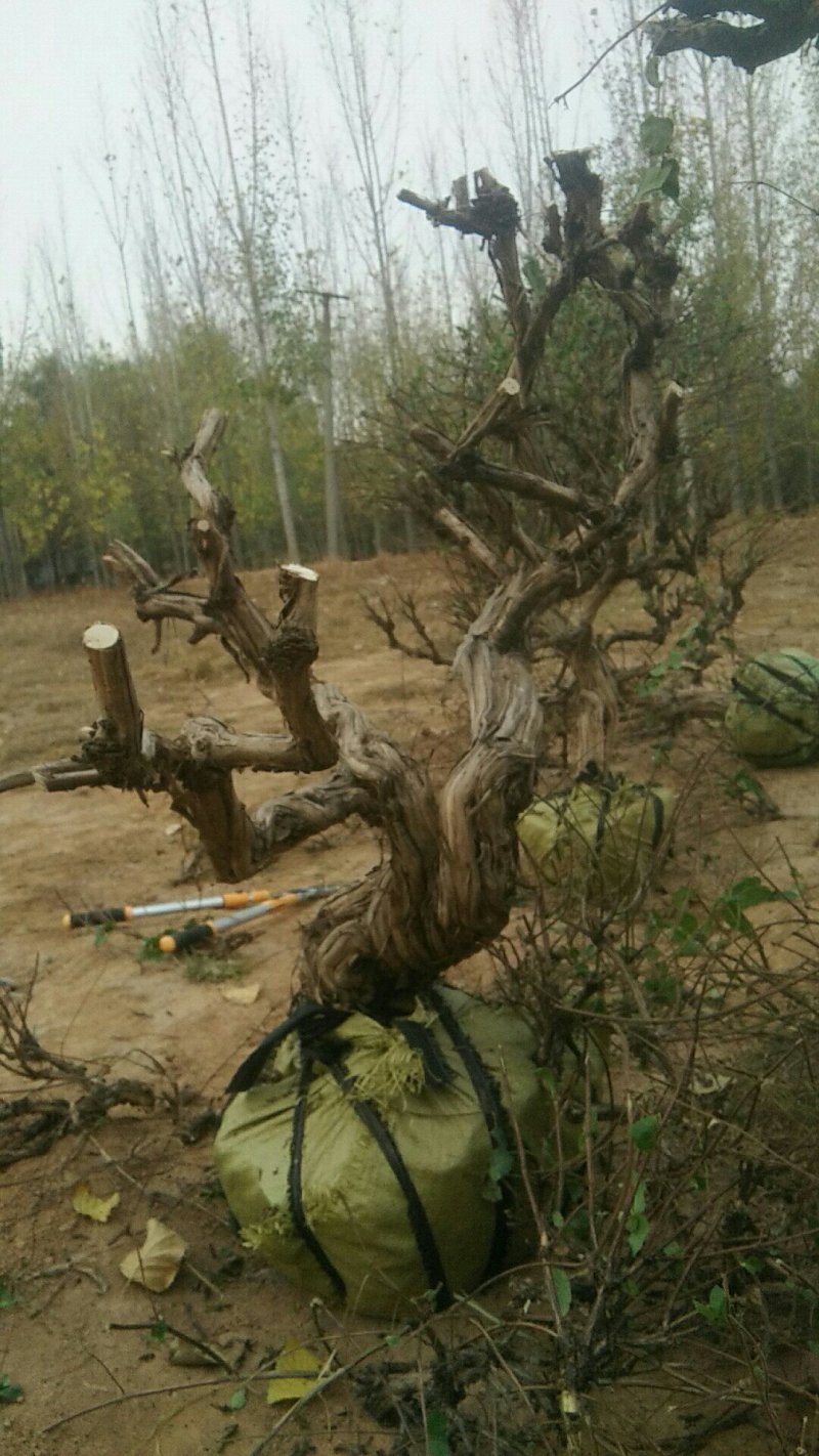造型四季金银花树质量保证