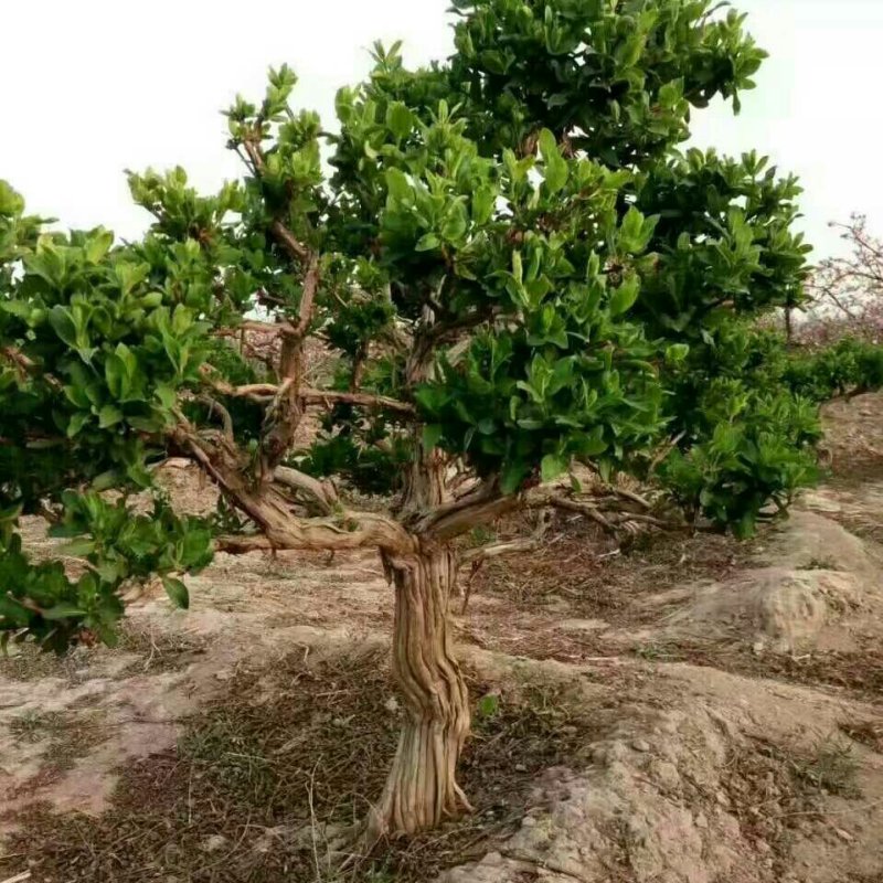 造型四季金银花树质量保证