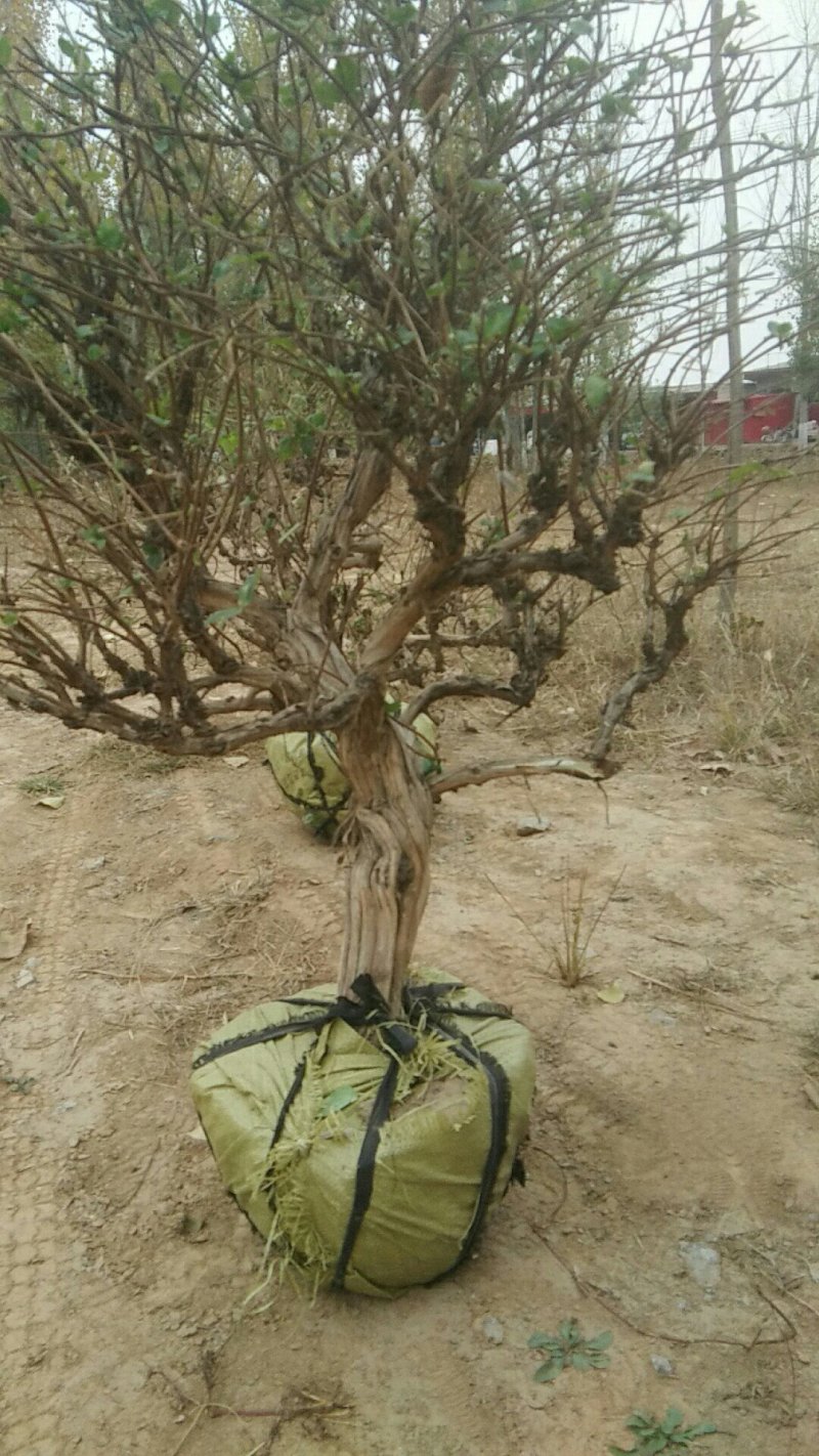 造型四季金银花树质量保证