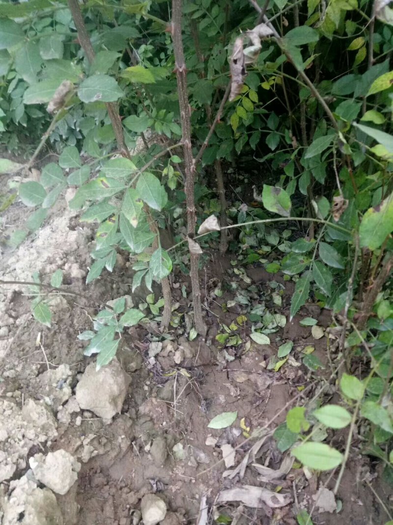 供应优质大红袍狮子头花椒苗量大优惠300万
