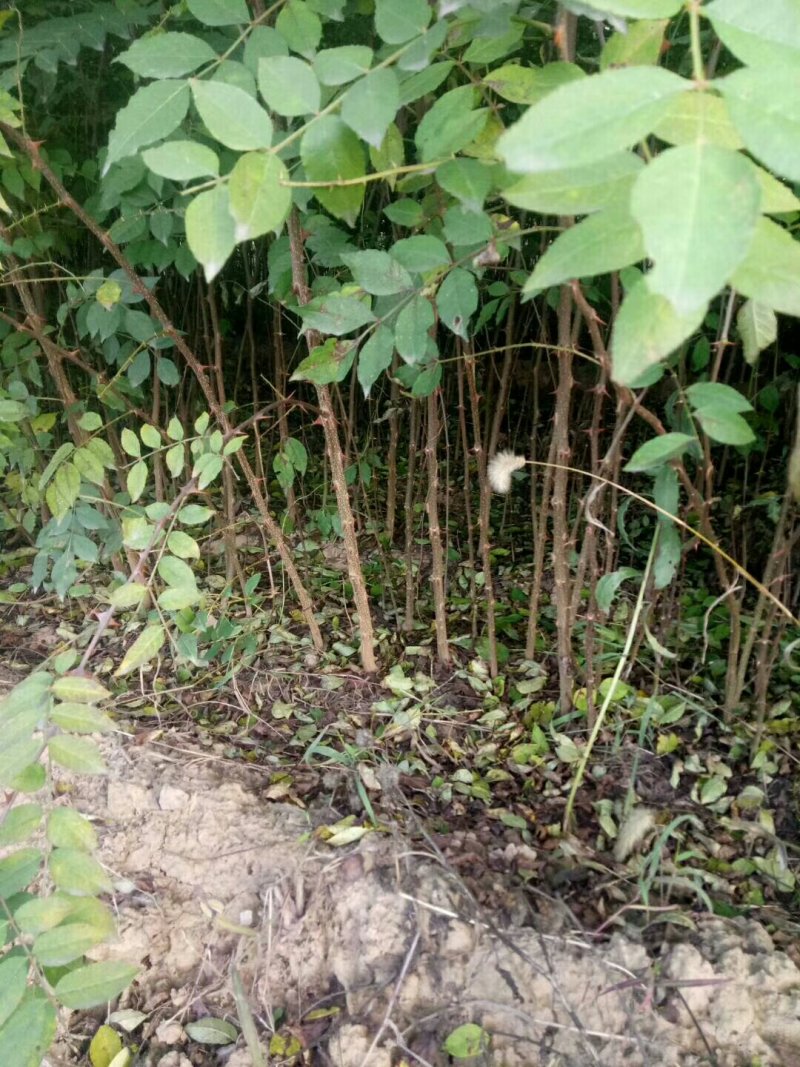 供应优质大红袍狮子头花椒苗量大优惠300万