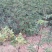 供应优质大红袍狮子头花椒苗量大优惠300万