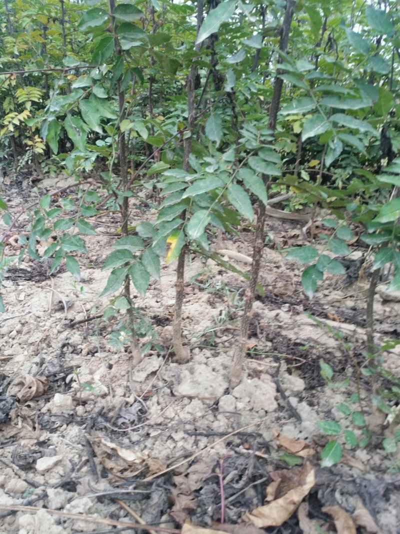 供应优质大红袍狮子头花椒苗量大优惠300万