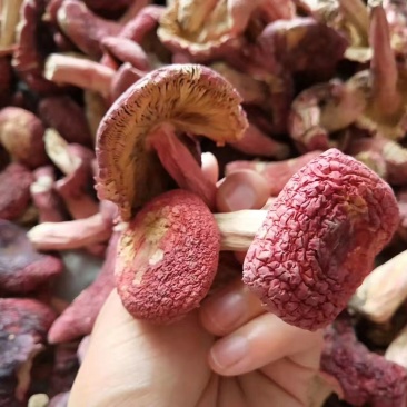 野生红菇