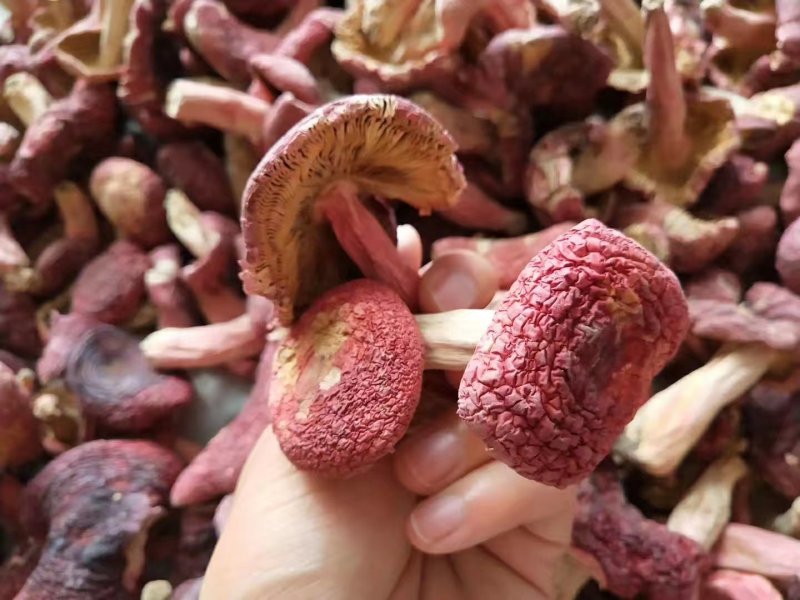 野生红菇