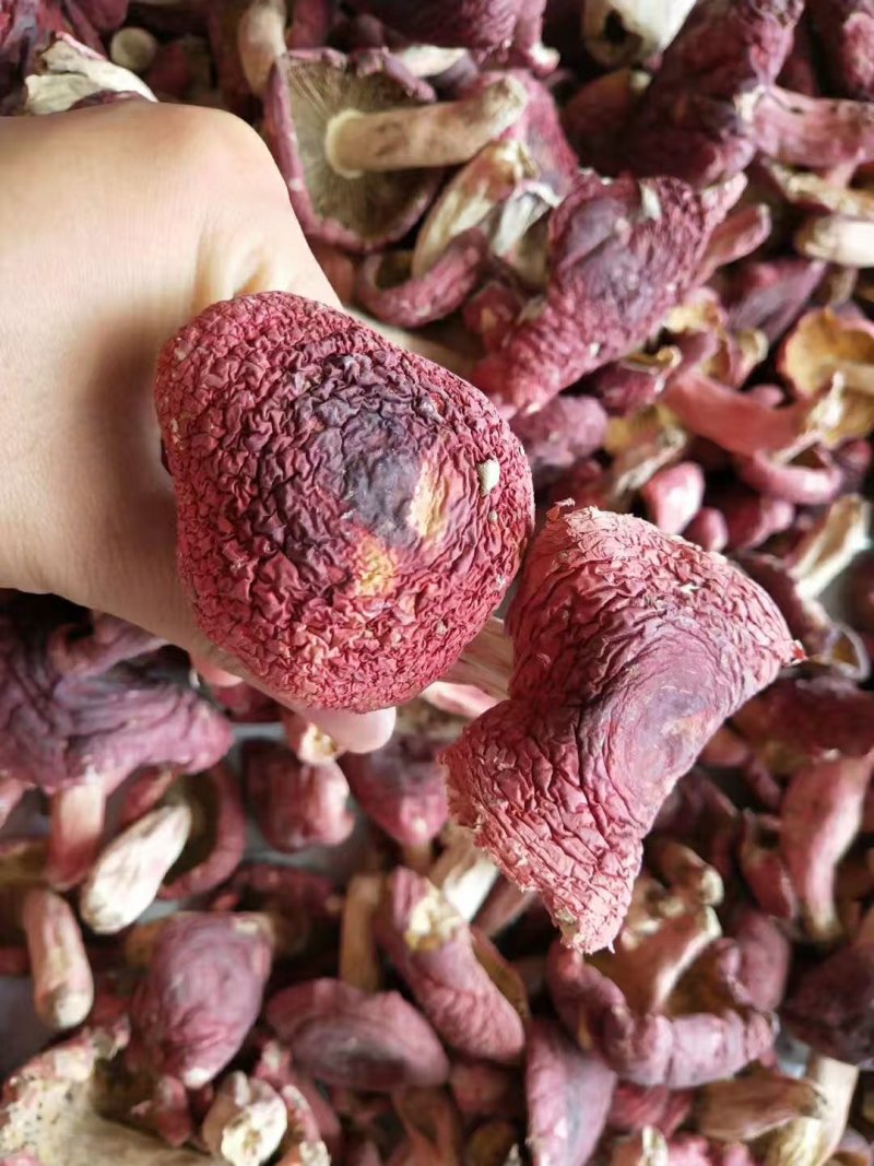 野生红菇