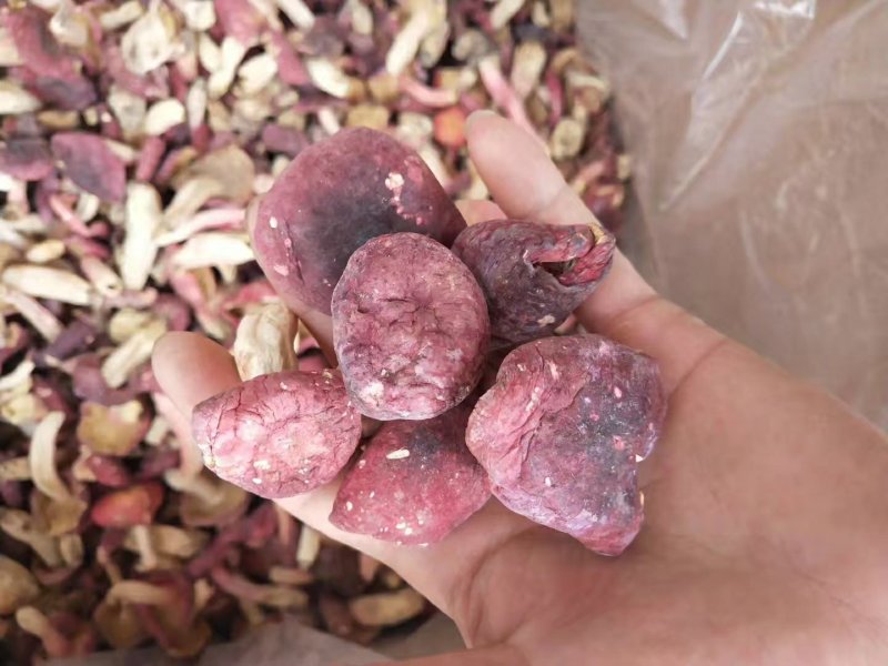 野生红菇