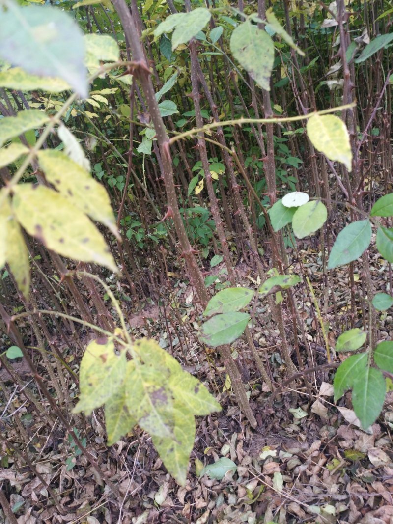 大量供应优质大红袍花椒苗无刺花椒苗，狮子头花椒苗