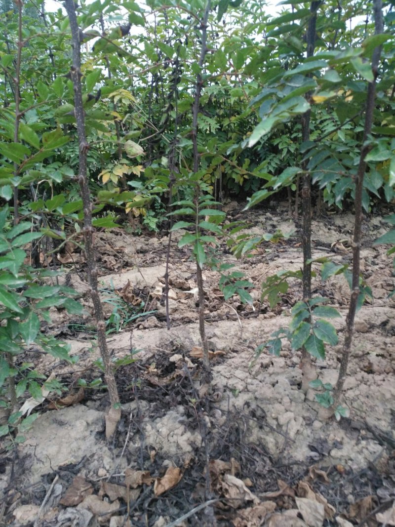 大量供应优质大红袍花椒苗无刺花椒苗，狮子头花椒苗