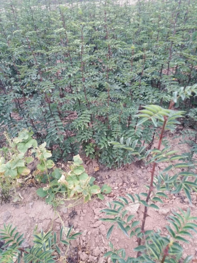 大量供应优质大红袍花椒苗无刺花椒苗，狮子头花椒苗