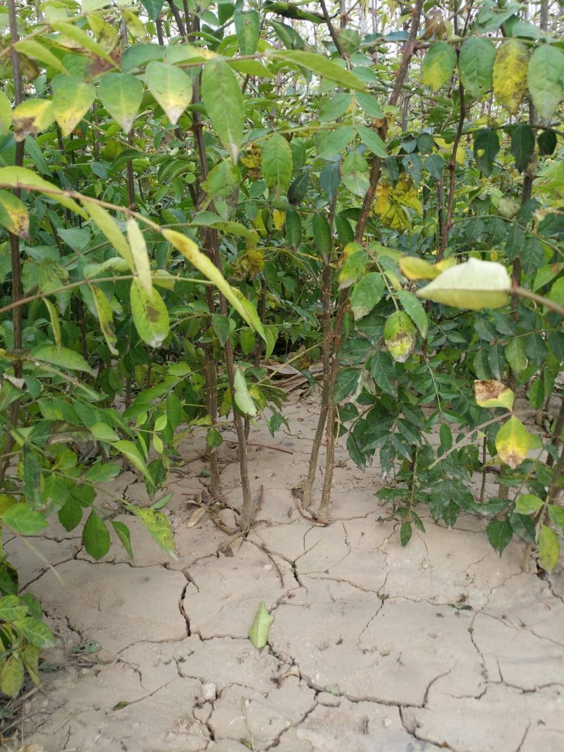 大量供应优质大红袍花椒苗无刺花椒苗，狮子头花椒苗