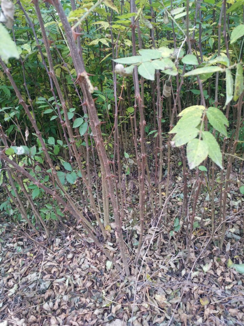 大量供应优质大红袍花椒苗无刺花椒苗，狮子头花椒苗