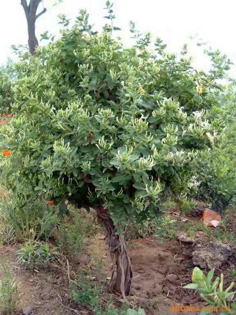 造型四季金银花树质量保证
