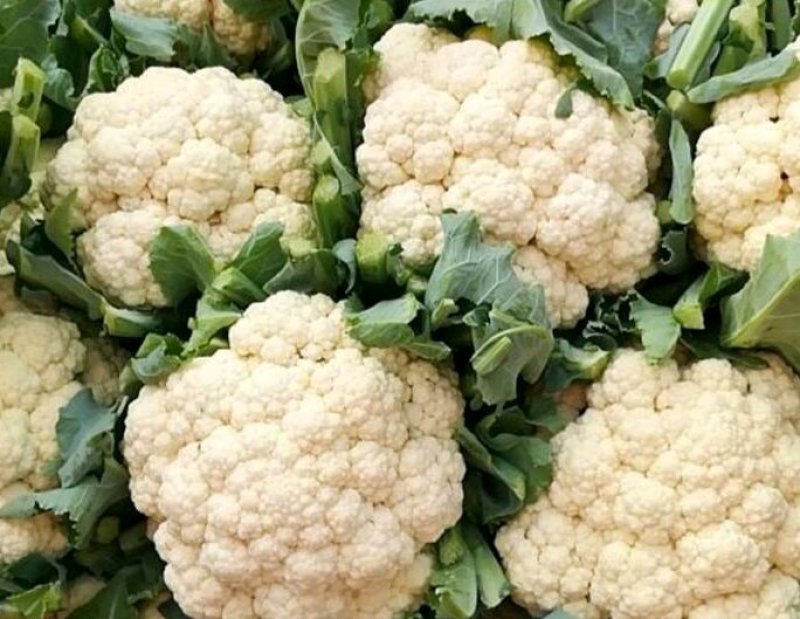 精品菜花大量上市。质量好，价格便宜，量大从优。