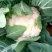 精品菜花大量上市。质量好，价格便宜，量大从优。