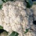 精品菜花大量上市。质量好，价格便宜，量大从优。