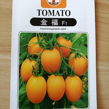 【精品】金黄色小番茄100粒皮薄肉厚口感好产量高