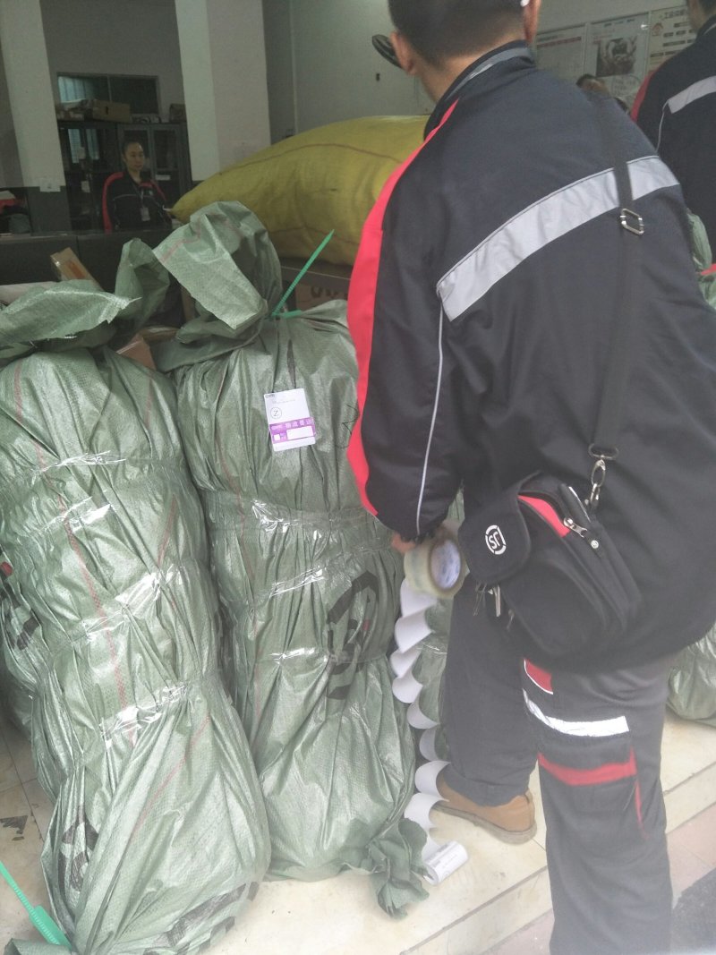 柚子苗安江早香柚苗金奖产品效益好