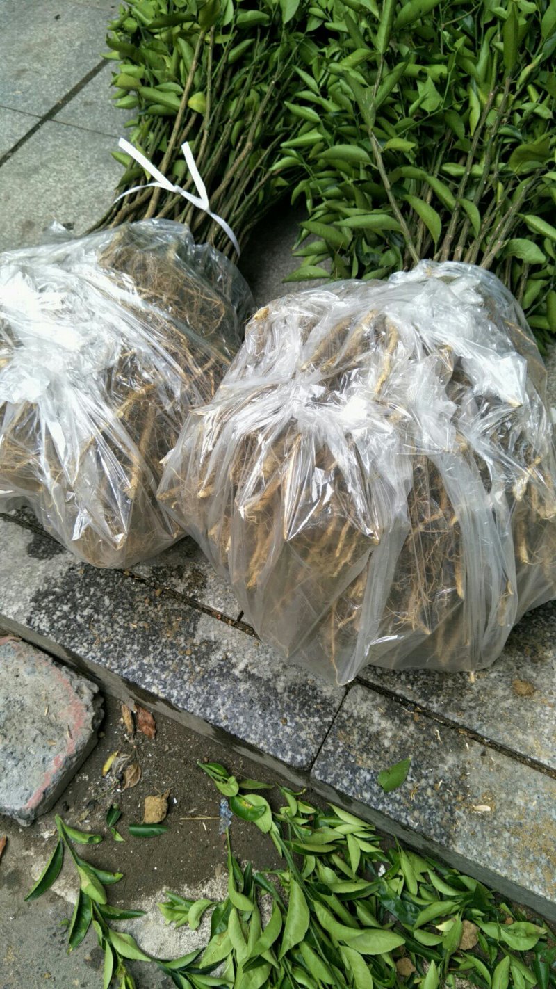 柚子苗安江早香柚苗金奖产品效益好
