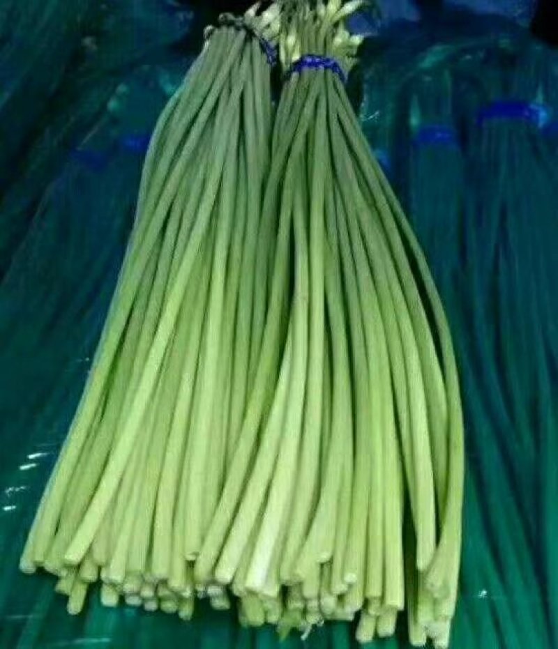 山东蒜苔产地批发【红帽白帽】规格齐全，价格便宜
