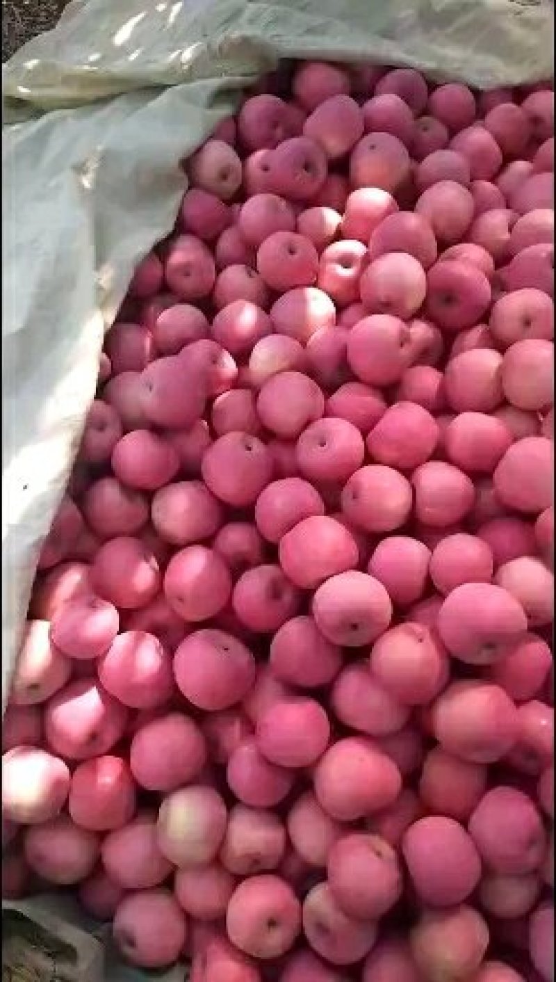 苹果产地批发【红富士苹果】货源充足价格便宜质量很好