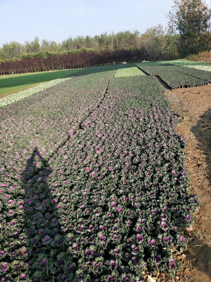 冬季草花甘蓝