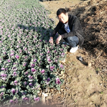 冬季草花甘蓝