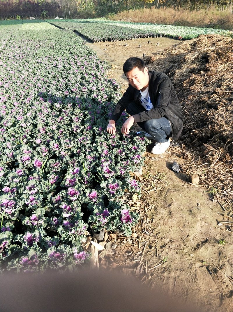 冬季草花甘蓝