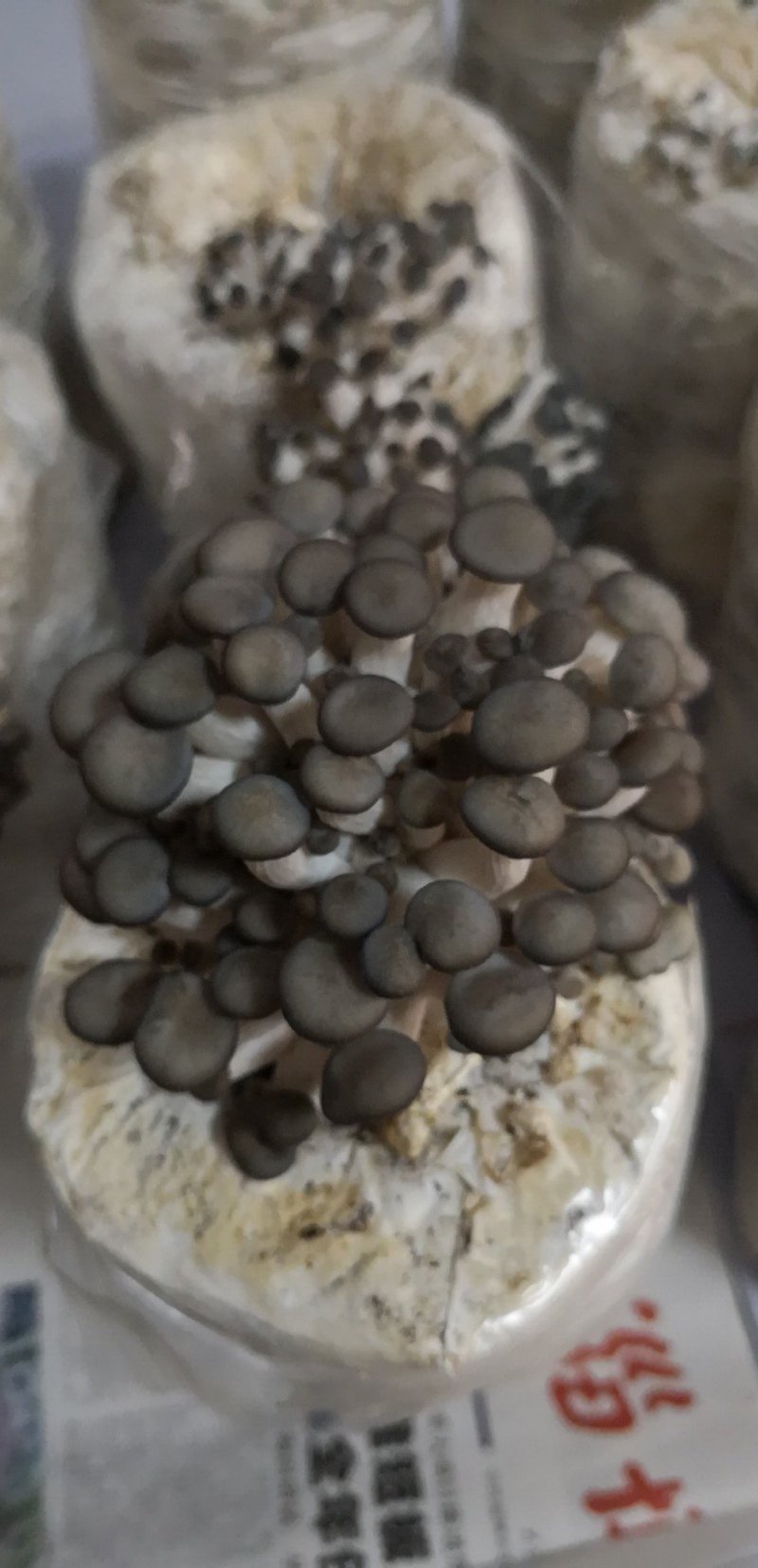 菌包
