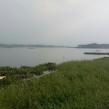 河虾，山根鱼