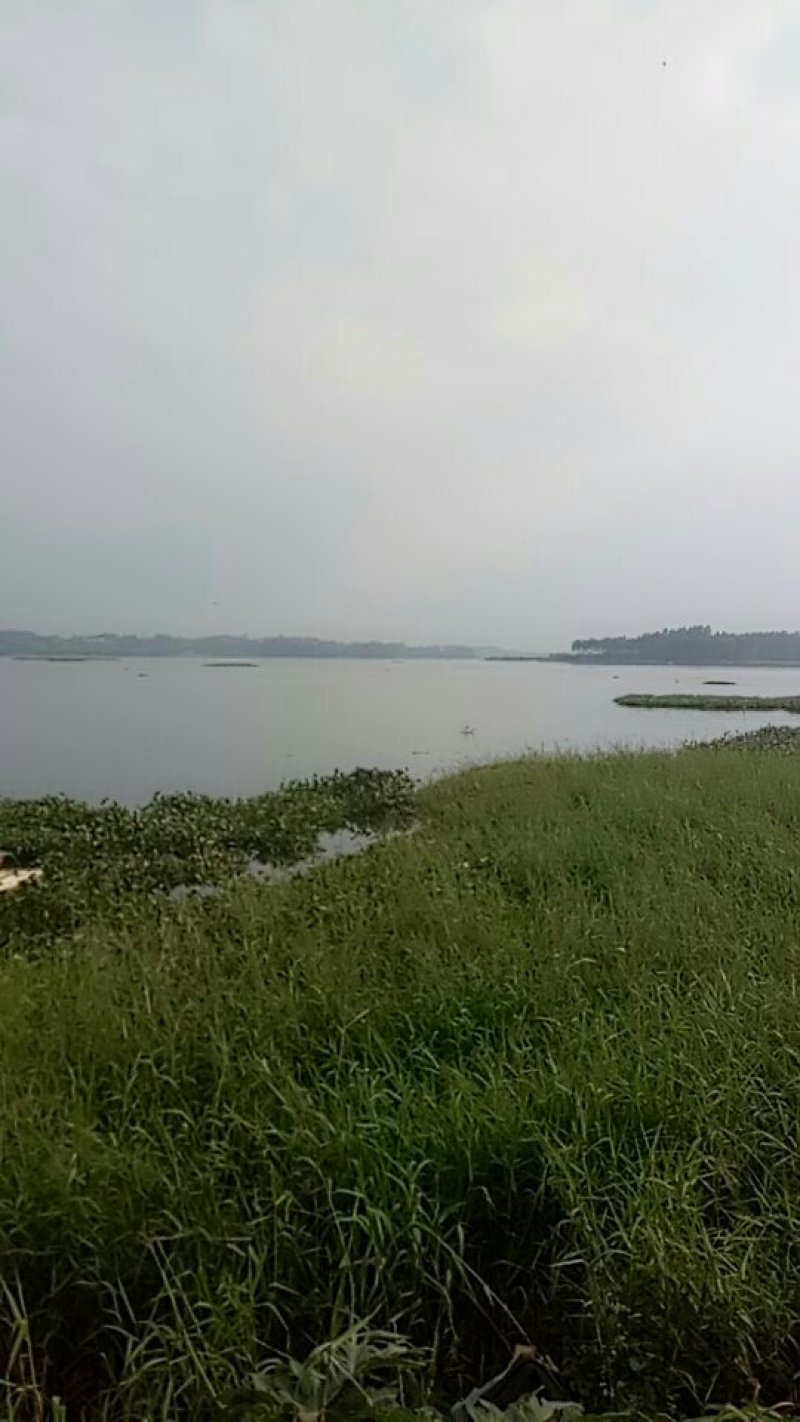 河虾，山根鱼