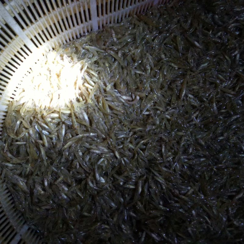河虾，山根鱼