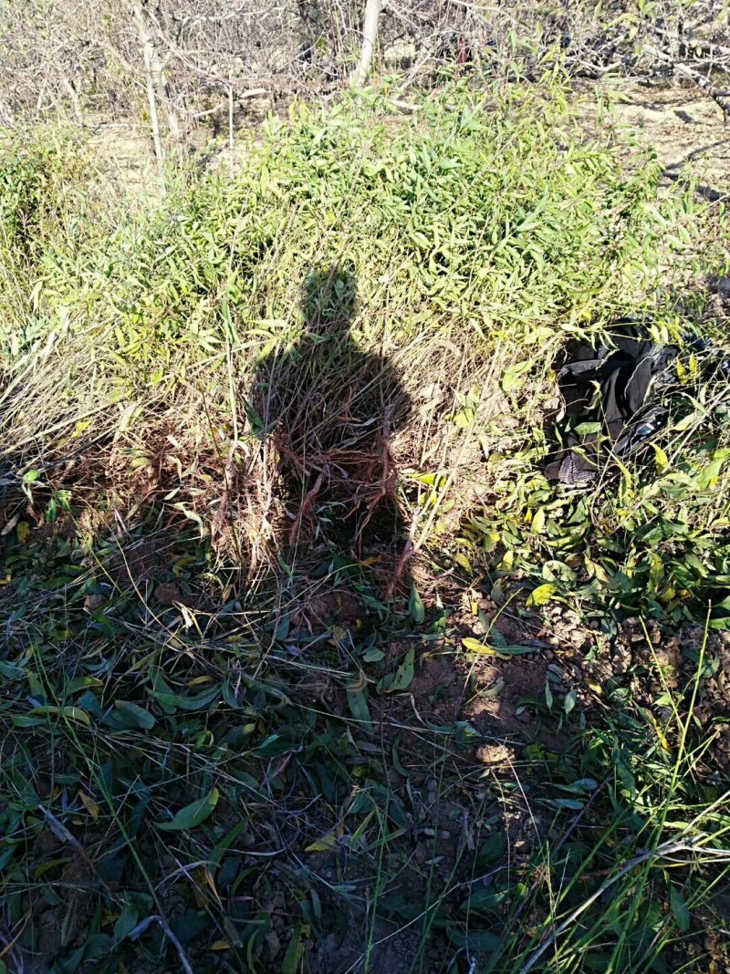 供应皂角苗大刺皂角苗药用皂角苗量大价格优惠