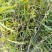 供应皂角苗大刺皂角苗药用皂角苗量大价格优惠