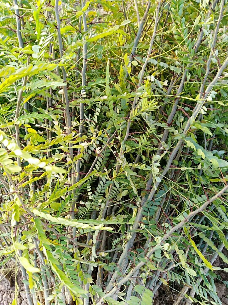 供应皂角苗大刺皂角苗药用皂角苗量大价格优惠